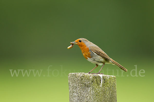 Rotkehlchen (Erithacus rubecula)