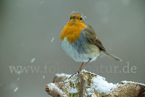 Rotkehlchen (Erithacus rubecula)