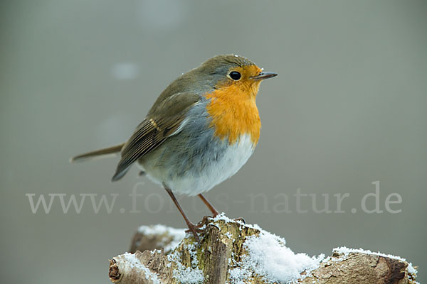 Rotkehlchen (Erithacus rubecula)