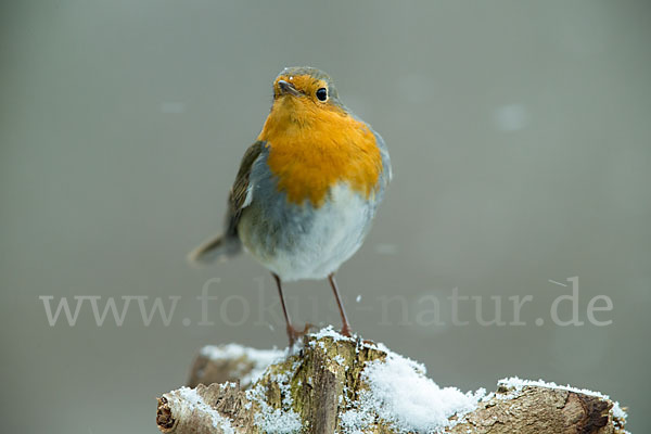 Rotkehlchen (Erithacus rubecula)