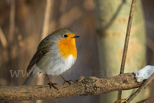 Rotkehlchen (Erithacus rubecula)