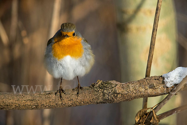 Rotkehlchen (Erithacus rubecula)