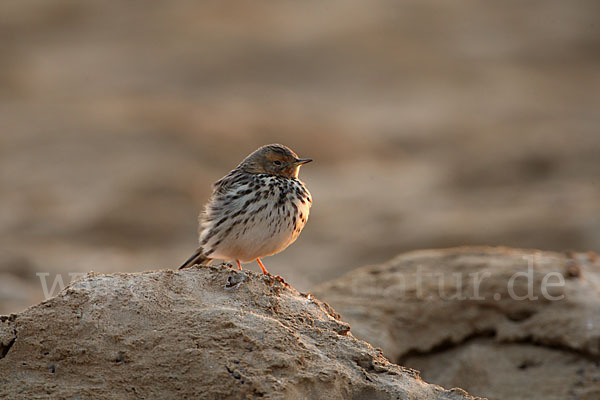 Rotkehlpieper (Anthus cervinus)