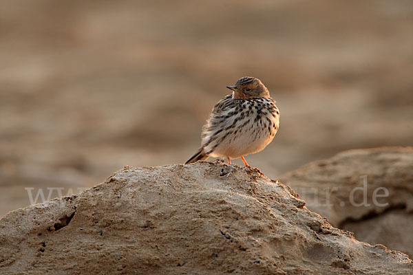 Rotkehlpieper (Anthus cervinus)