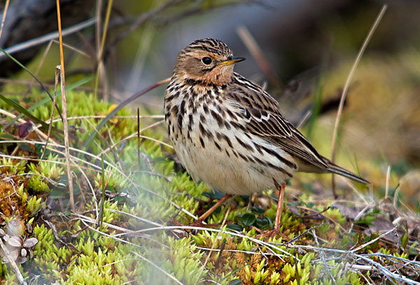 Rotkehlpieper (Anthus cervinus)