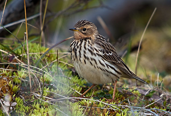 Rotkehlpieper (Anthus cervinus)