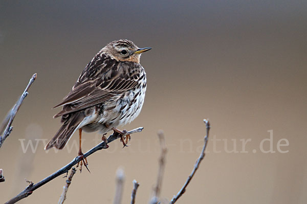 Rotkehlpieper (Anthus cervinus)