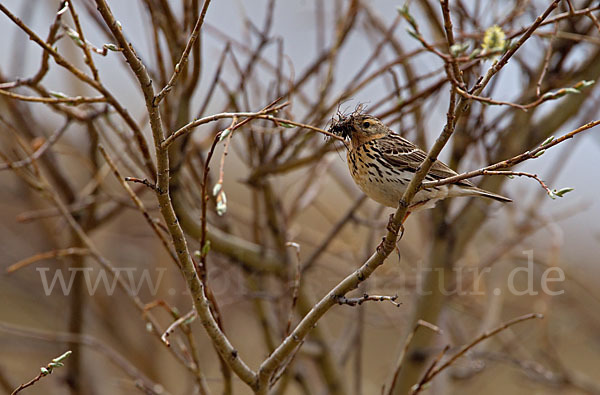 Rotkehlpieper (Anthus cervinus)