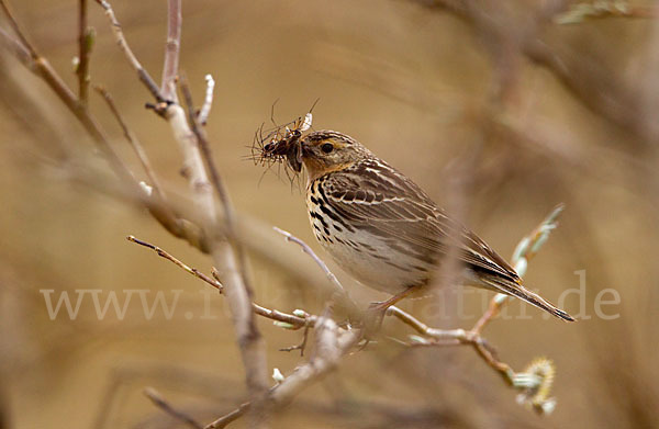 Rotkehlpieper (Anthus cervinus)