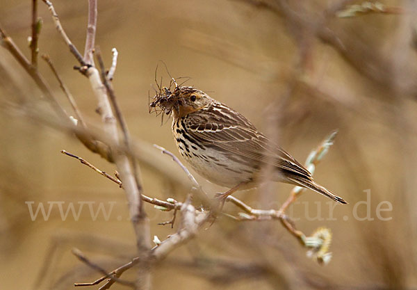 Rotkehlpieper (Anthus cervinus)