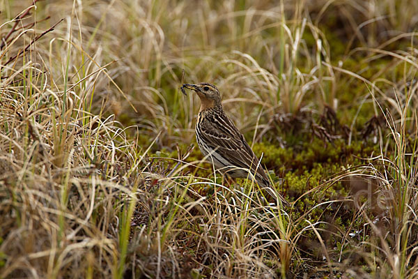 Rotkehlpieper (Anthus cervinus)