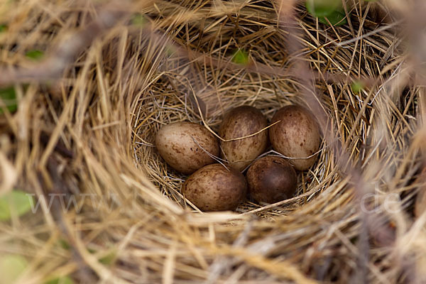 Rotkehlpieper (Anthus cervinus)