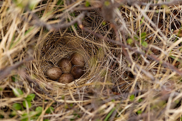 Rotkehlpieper (Anthus cervinus)