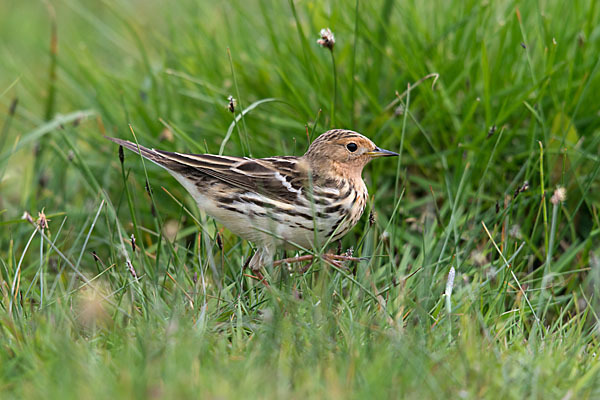 Rotkehlpieper (Anthus cervinus)