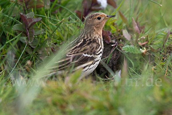 Rotkehlpieper (Anthus cervinus)