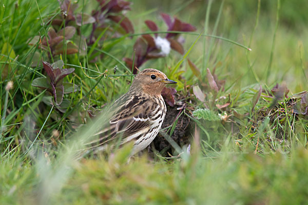 Rotkehlpieper (Anthus cervinus)