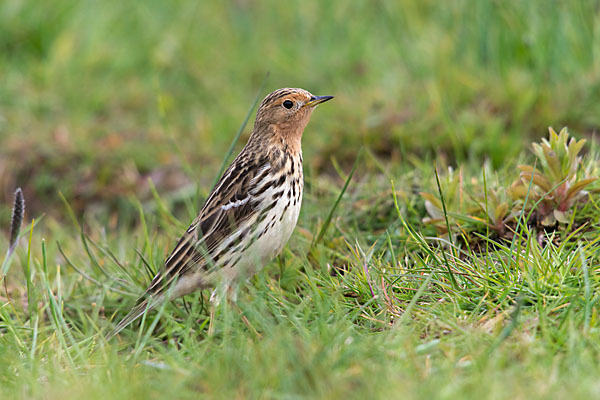 Rotkehlpieper (Anthus cervinus)