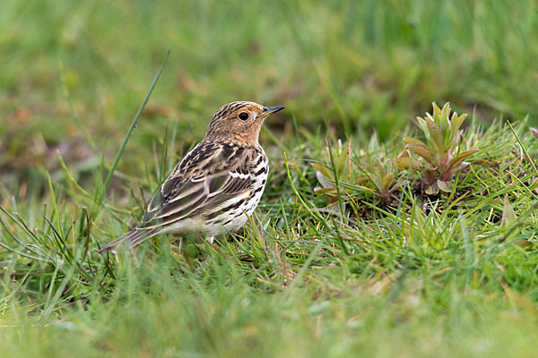 Rotkehlpieper (Anthus cervinus)