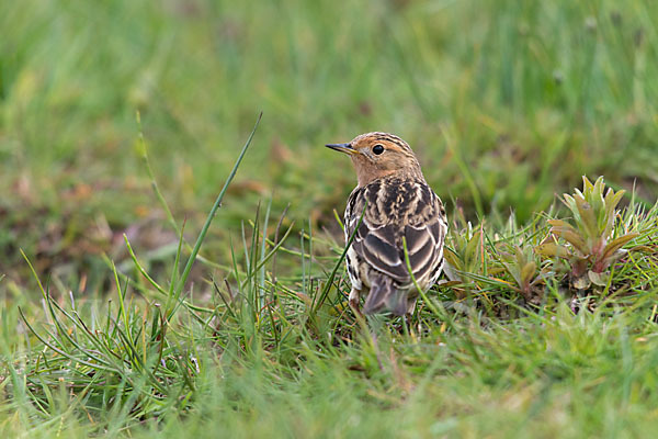 Rotkehlpieper (Anthus cervinus)