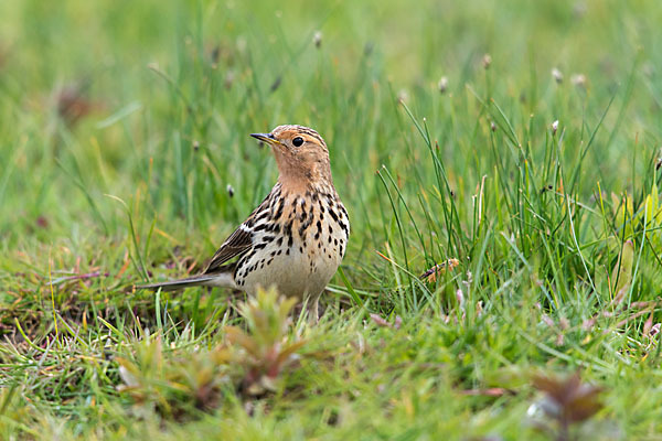 Rotkehlpieper (Anthus cervinus)