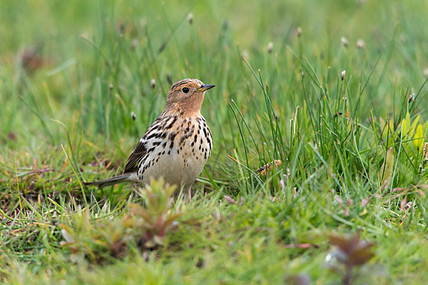 Rotkehlpieper (Anthus cervinus)