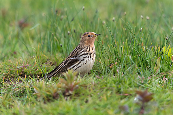 Rotkehlpieper (Anthus cervinus)