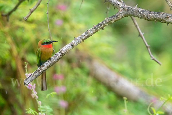 Rotkehlspint (Merops bulocki)