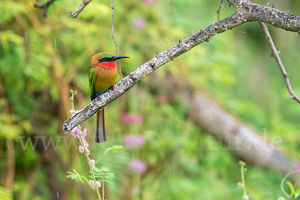 Rotkehlspint (Merops bulocki)