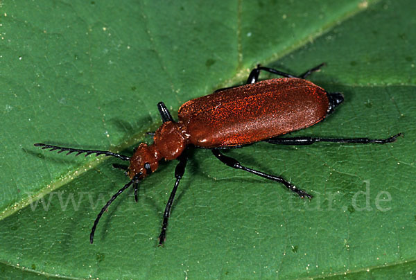 Rotköpfiger Feuerkäfer (Pyrochroa serraticornis)