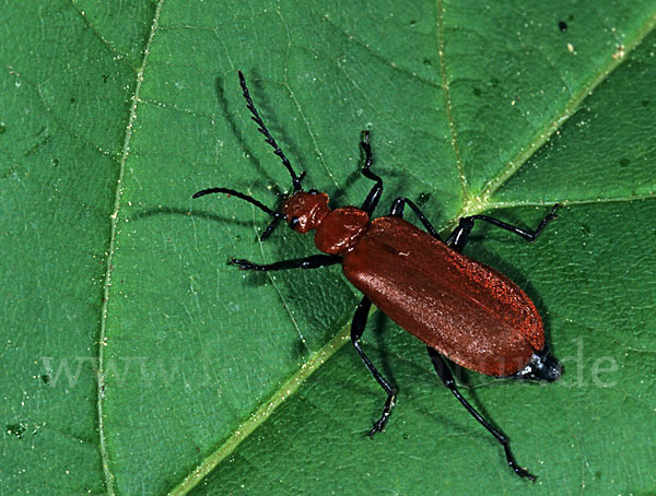 Rotköpfiger Feuerkäfer (Pyrochroa serraticornis)