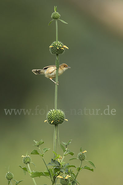 Rotkopf-Cistensänger (Cisticola ruficeps)