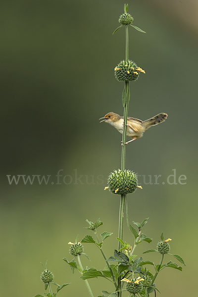 Rotkopf-Cistensänger (Cisticola ruficeps)