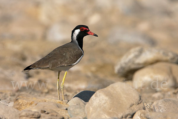 Rotlappenkiebitz (Vanellus indicus)