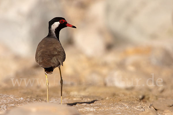 Rotlappenkiebitz (Vanellus indicus)