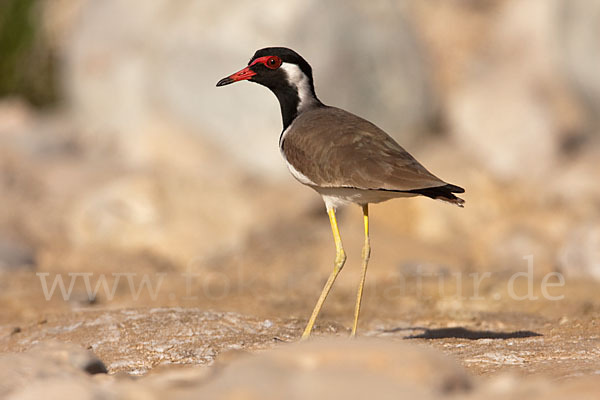 Rotlappenkiebitz (Vanellus indicus)