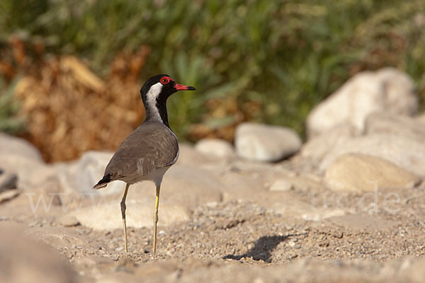 Rotlappenkiebitz (Vanellus indicus)