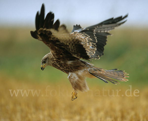 Rotmilan (Milvus milvus)