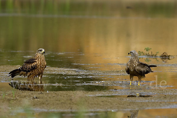 Rotmilan (Milvus milvus)