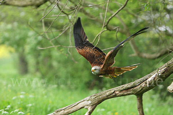 Rotmilan (Milvus milvus)