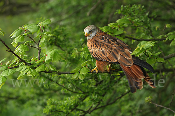 Rotmilan (Milvus milvus)