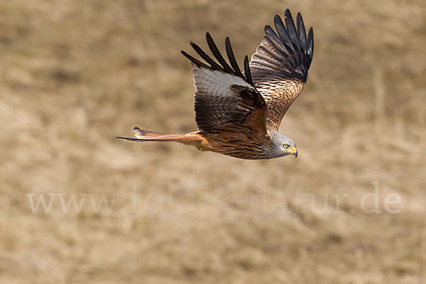 Rotmilan (Milvus milvus)