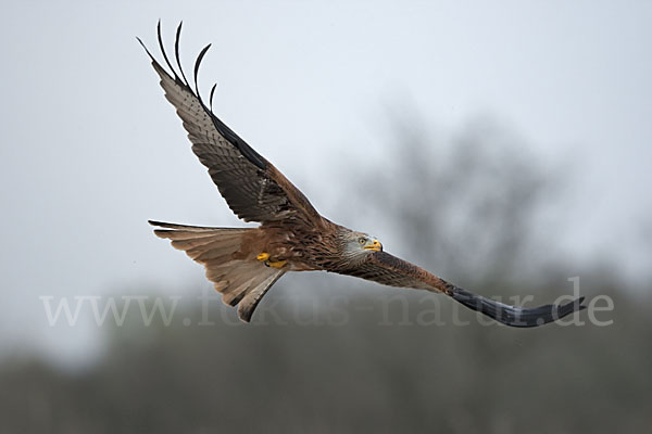 Rotmilan (Milvus milvus)
