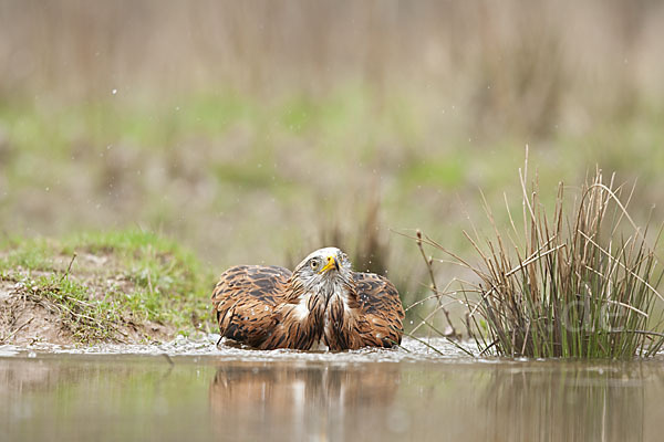 Rotmilan (Milvus milvus)