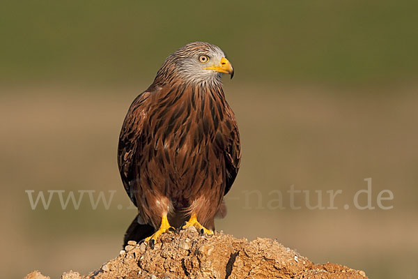 Rotmilan (Milvus milvus)