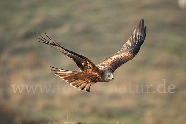 Rotmilan (Milvus milvus)