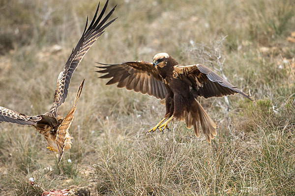 Rotmilan (Milvus milvus)