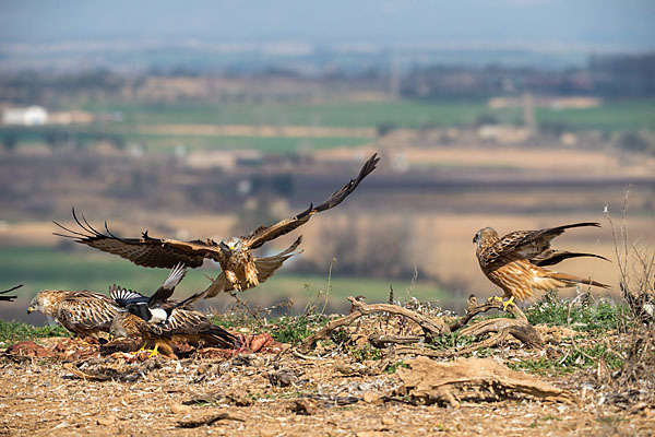 Rotmilan (Milvus milvus)