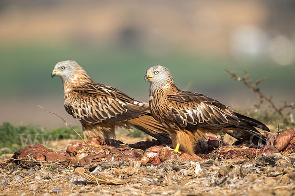 Rotmilan (Milvus milvus)