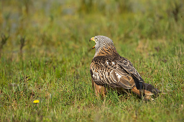Rotmilan (Milvus milvus)