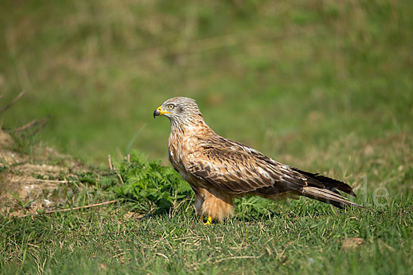 Rotmilan (Milvus milvus)